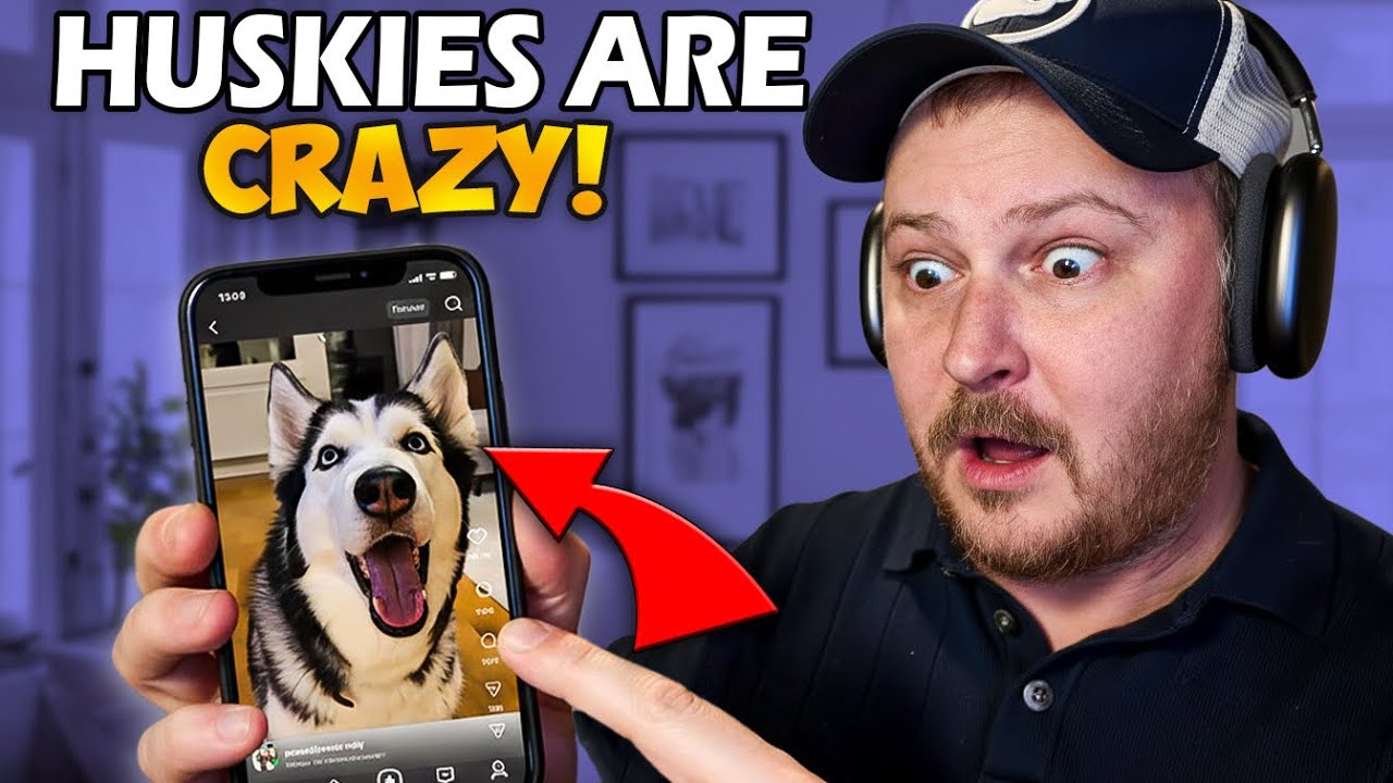 What Is Wrong With This Husky???