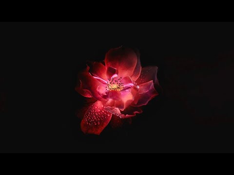 Video: Datura - Giftig Datura