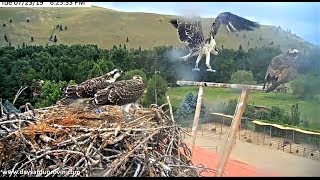 Hip Fledges! (1K) 6:25pm 2019 07 23 22 20 04 660