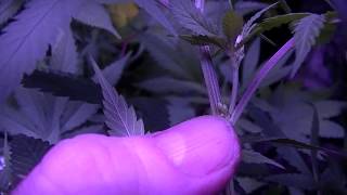 Locating male plants early in the Flowering Tent. PT 2