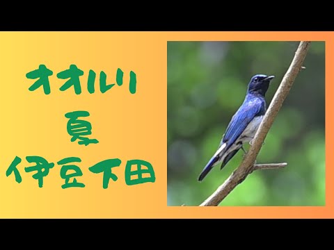 オオルリ7月最後に聞いたさえずりです。この後声をひそめ、出会いが叶いません。