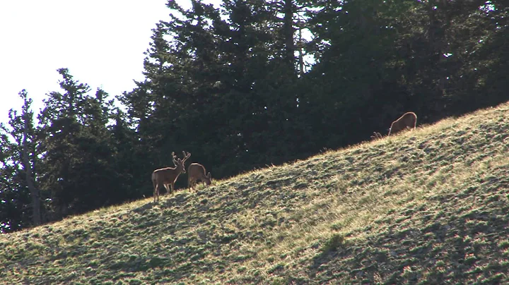 Utah's Henry Mountains Deer Herd