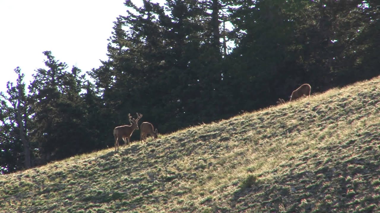 Utah s Henry Mountains Deer Herd YouTube utah-s-henry-mountains-deer-herd-youtube