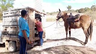 Prendendo as bezerras e embarcando o gado. (Parte 1)