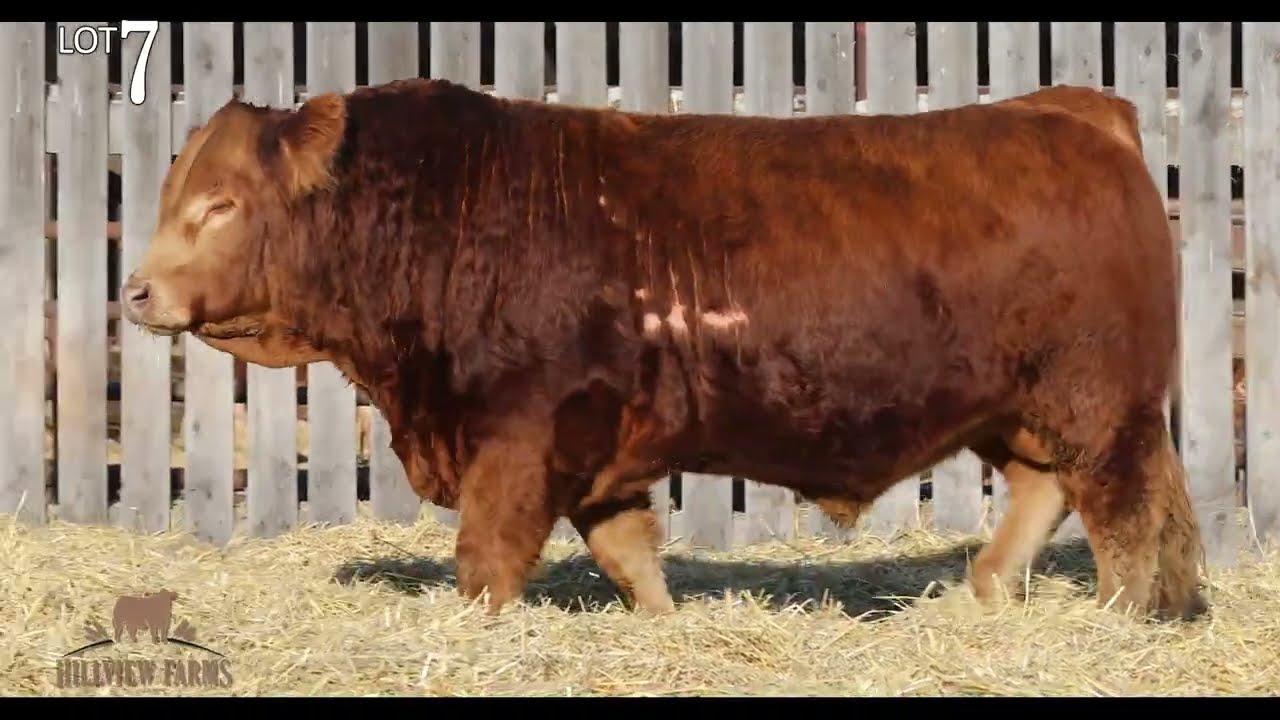 Hillview Farms Bull & Female Sale 2026 Lot 7 Hillview Marlboro Man 100M