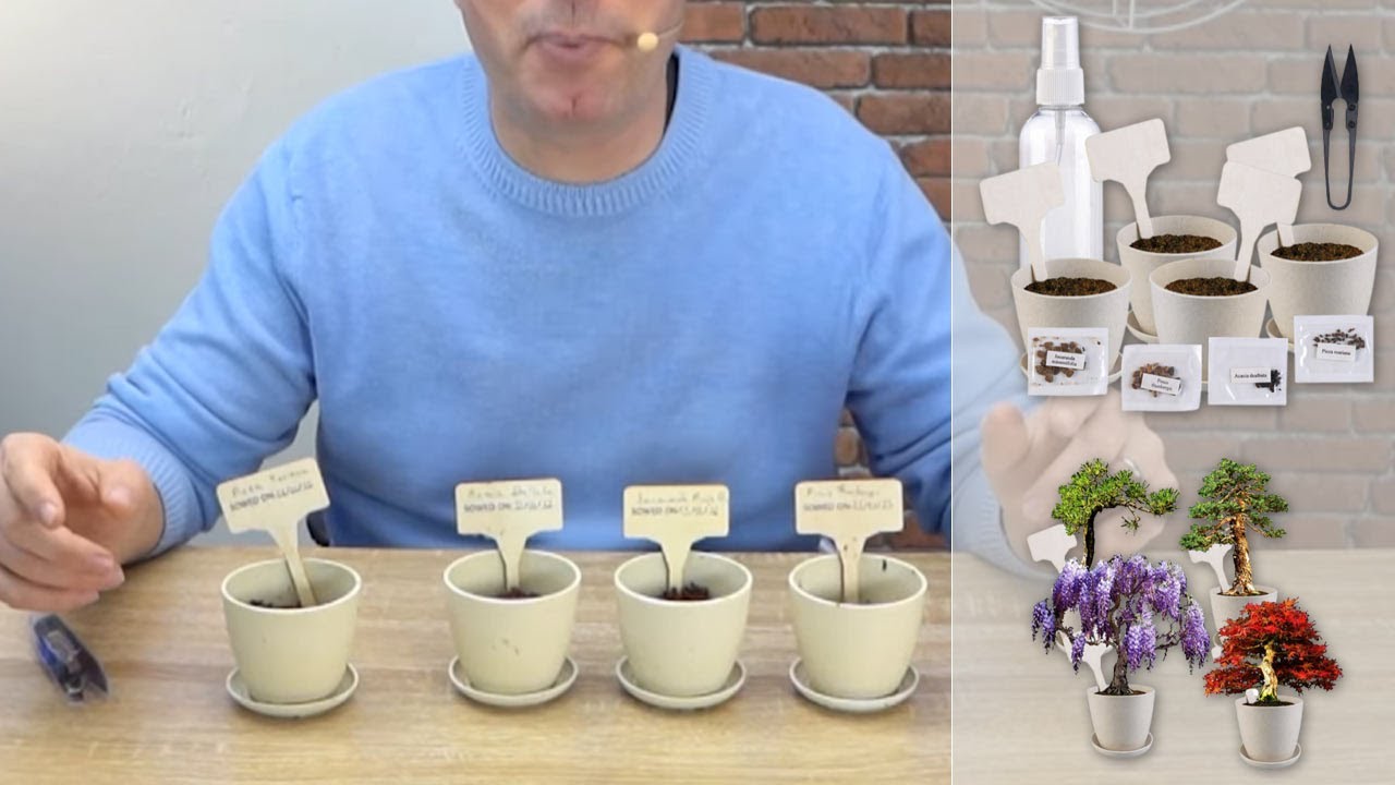 Comment débuter dans les semis de Bonzaï ?[PEARLTV.FR]