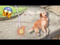 Dog scared of lightning strike  funniest animals caught on camera pets island