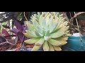 Olha meu  jardim como esta lindo .@flordodia