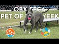 OBX SPCA - Pet of the Week, Gracie