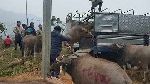 Ngày 23/12/2024 cập nhật chợ trâu cốc Ly mới nhất