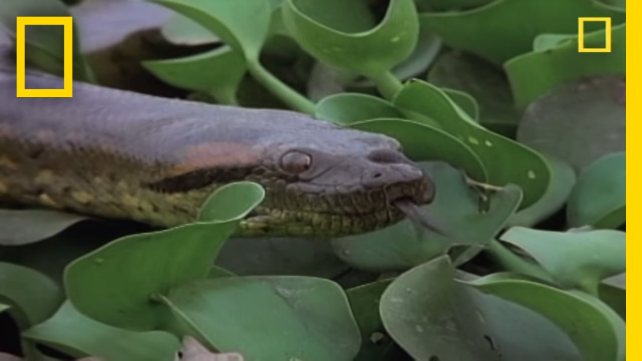 Frisst lebende frau anaconda Die gefährlichsten