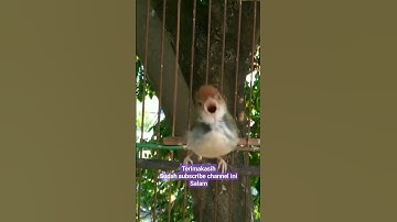 prenjak bawah gacor