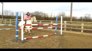 Chase me charlie BAREBACK upto 4ft (inc fall)