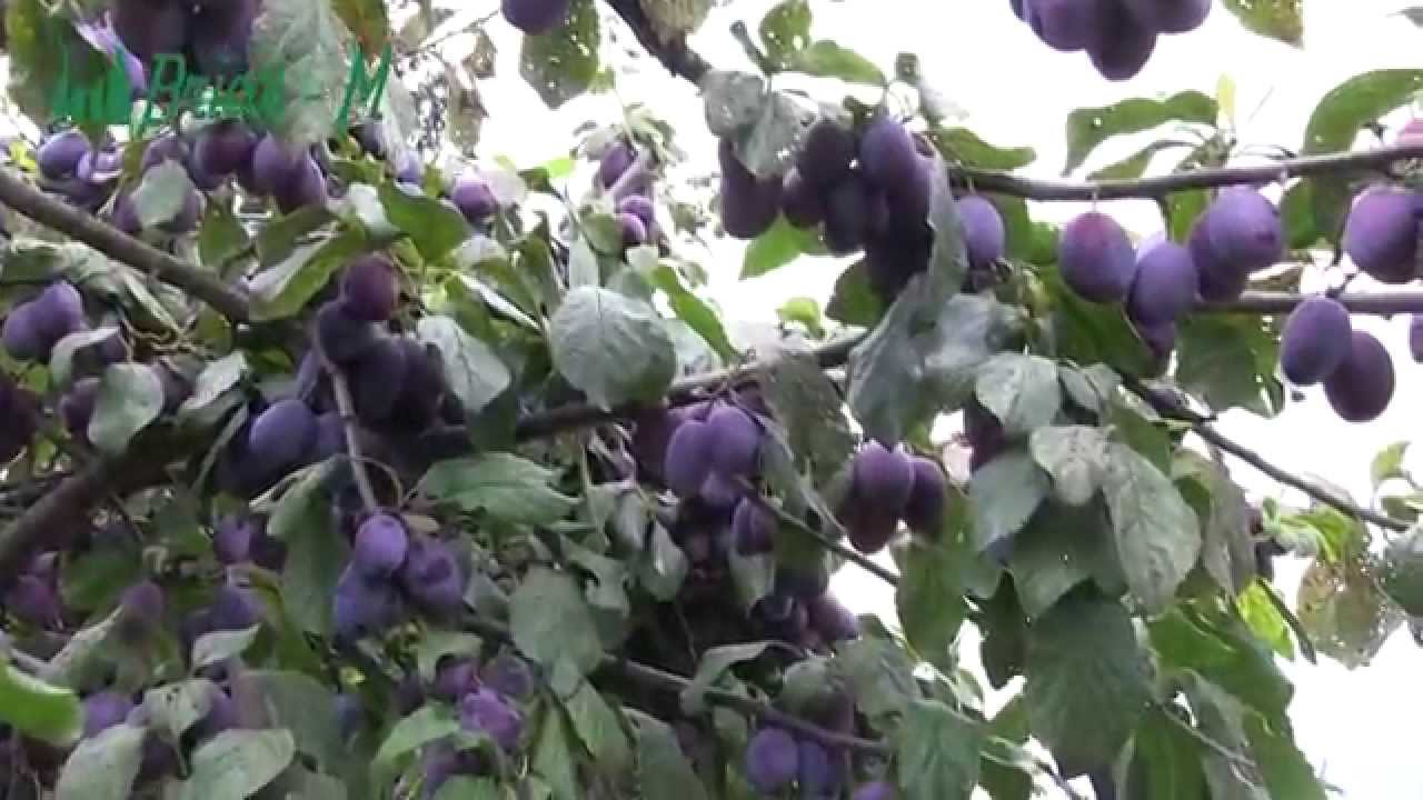 Jak zabránit ztrátám při pálení slivovice