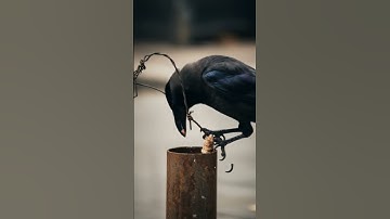 This Genius Crow Just Made a Tool From Scratch!