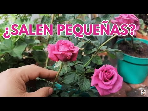 Video: Errores Al Cubrir Rosas: ¿que Necesitas Saber?