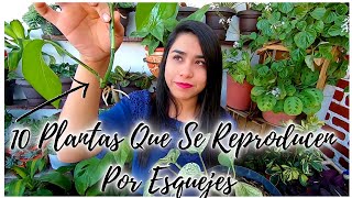 10 PLANTAS QUE SE REPRODUCEN FÁCIL POR ESQUEJES - YouTube