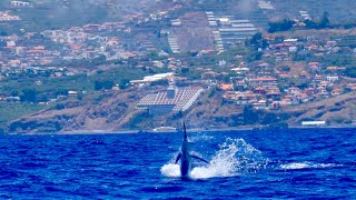 900 lb blue Marlin caught and released off Madeira