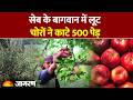 APPLE FARMING: चोरो ने गायब किए सैकड़ौ सेब के पेड़ | 25 लाख रुपये से अधिक का हुआ नुकसान | JAMMU