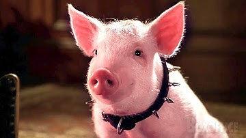 ベイブが犬のかっこいい首輪を獲得する | ベイブ 都会へ行く | 映画シーン