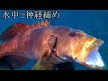【水中神経締め】公開。。とある日の魚突き