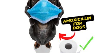 Amoxicillin for Dogs Understanding the Uses Dosage and Potential Side Effects