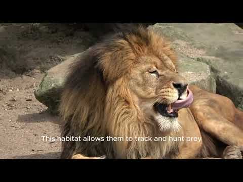 The Stealthy Leopard – Master of the Jungle | TVP Wildlife”