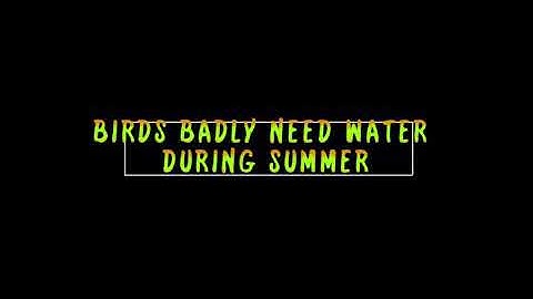Birds badly need water during summer 🐦🦜