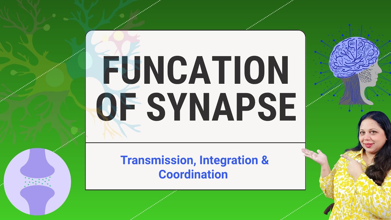 Functions of Synapses Explained | Transmission, Integration & Coordination | IGCSE & IB Biology