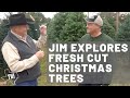 Exploring Fresh Cut Christmas Trees