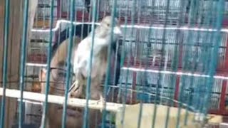 judulnya jual burung murah meriah langsung telepon