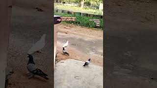 Birdlover#today #tranding#youtubeshorts#trave#80smusic#janakisuperhitsongs#vintagesong#jayachandran