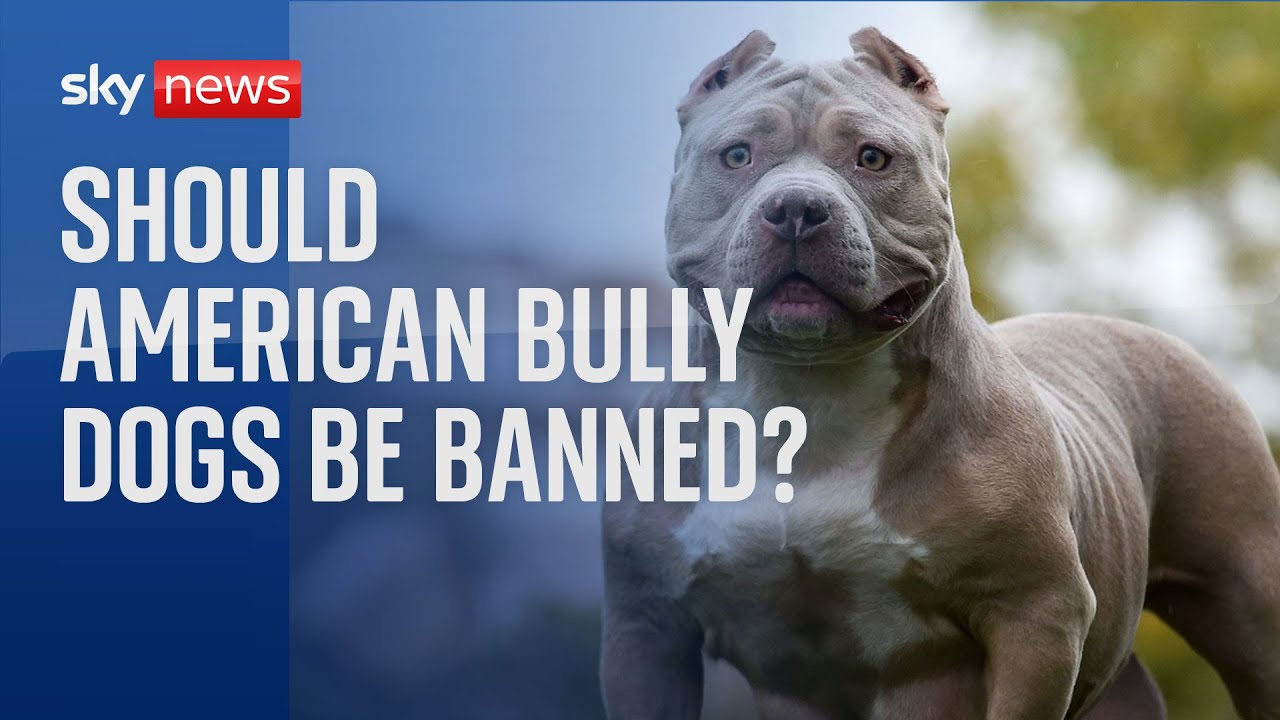 Everything you need to know about the American XL Bully dog ban