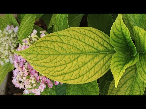 Video: Kloroza Je Drugačija Ili što Nedostaje Našim Biljkama? Znakovi Nedostatka Dušika, željeza, Kalija, Magnezija, Mangana, Sumpora. Fotografija