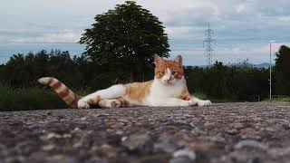 Rudy Kot Red Cat