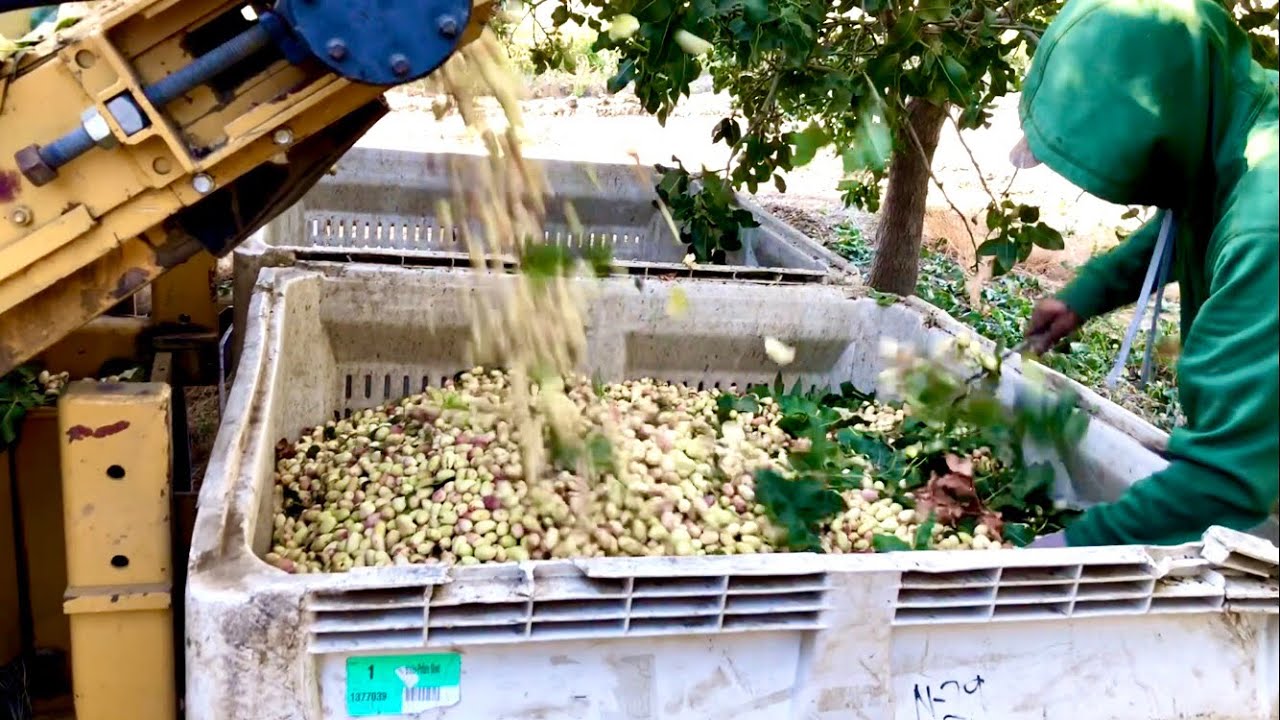 Harvesting Pistachios | Northern CA 2025