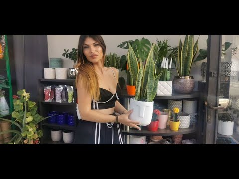 Βίντεο: Λευκή Podura - ένα παράσιτο λαχανικών και φυτών εσωτερικού χώρου