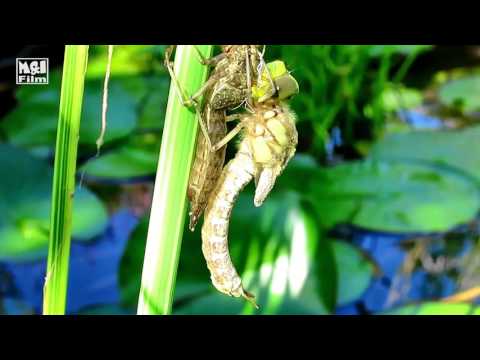 Video: Čo Jedia Vážky?