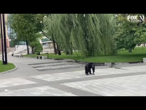 Video: Jūs netikėsite, ką šis šuo padarė, kad išvengtumėte parko