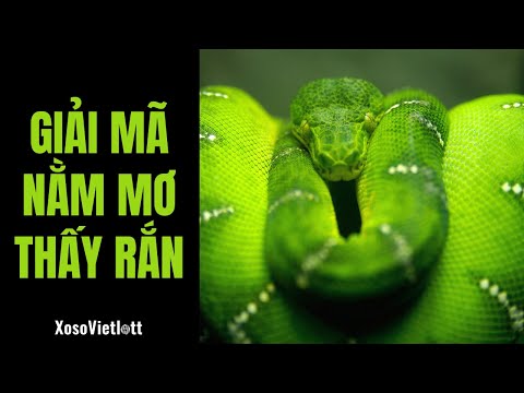 Giải Mã Giấc Mơ Thấy Rắn Là Điềm Lành Hay Dữ? Có Ý Nghĩa Như Thế Nào? | Giải Mã Giấc Mơ