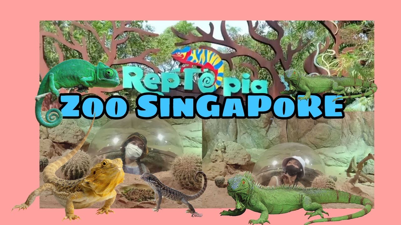 RETOPIA ZOO |REPTILES | LETS EXPLORE|Titaliit Vlogs - YouTube