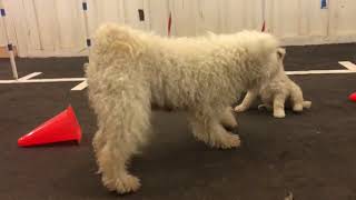 Catskill Pumi I litter Seven weeks old