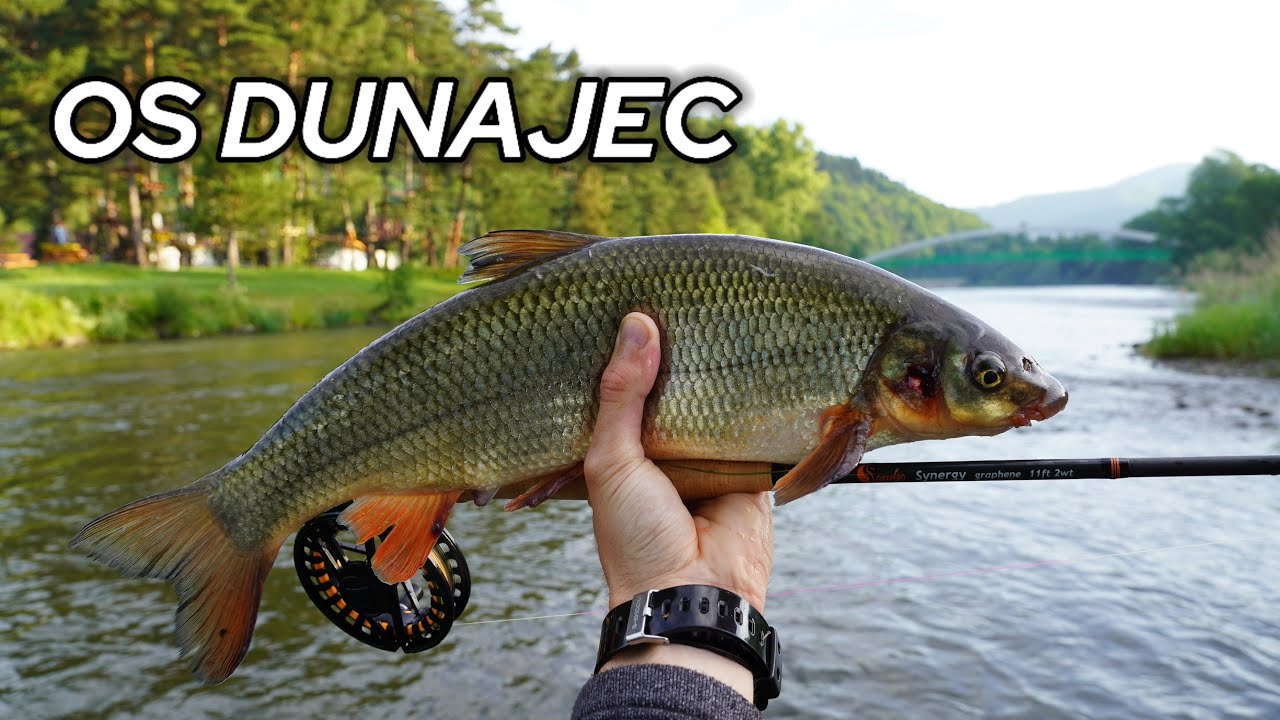 Pstrągi i Świnka na Dunajcu | Łowienie na Streamera i Krótką Nimfę | OS Dunajec | cz. 1