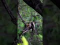 😱  Black Kite vs Crow | Rare Bird Fight in the Wild 🦅🐦 | Chandigarh Wildlife  #shorts