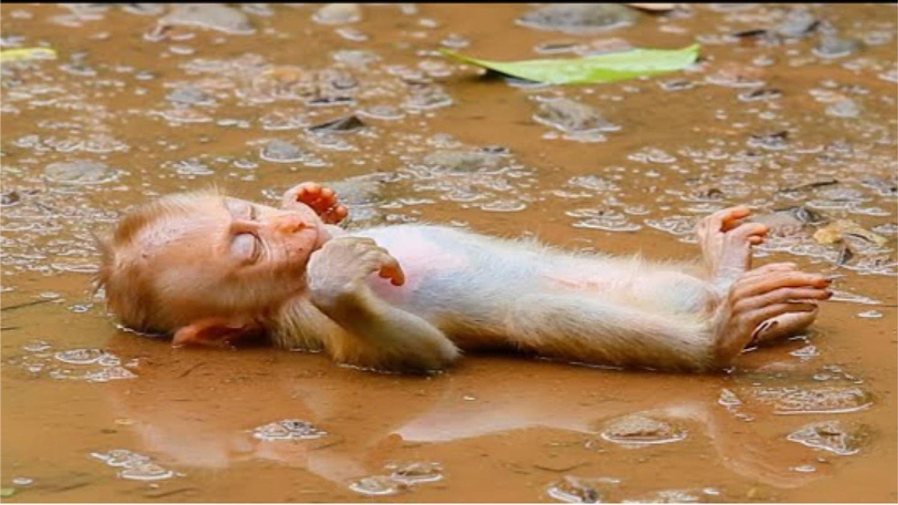 Best Moment Loveliest Baby Has Breastfeeding Sweetly