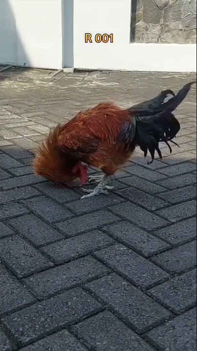 Ayam Pusing #shorts