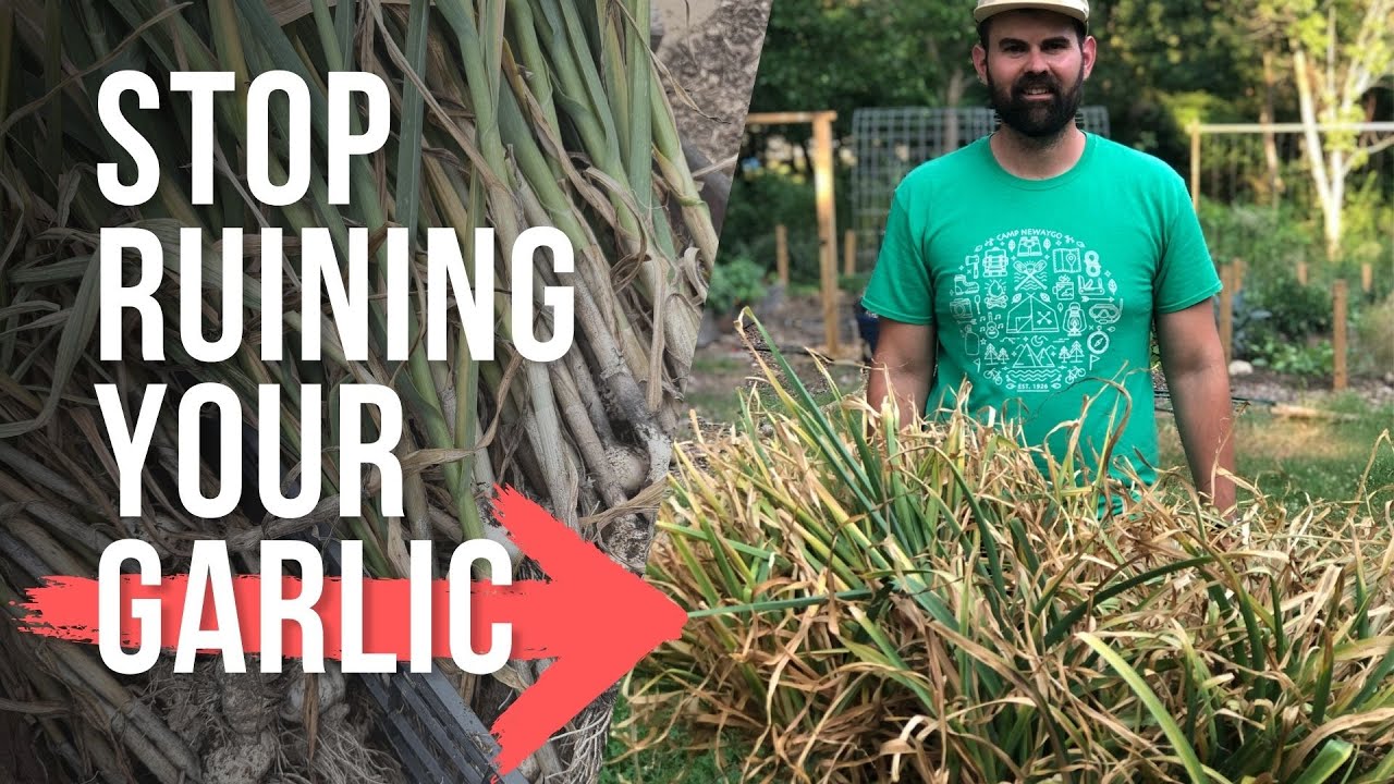 ПОЛНОЕ руководство по выращиванию чеснока (от посадки до хранения)
