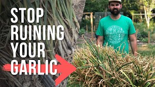 The ULTIMATE Garlic Growing Guide (Planting to Storage)