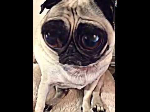 bug eyed pug