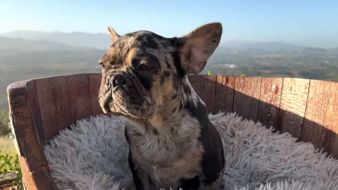 HARLEQUIN AND TAN MALE  FRENCH BULLDOG For Sale in Los Angeles, California- FrenchBulldogsLA.com